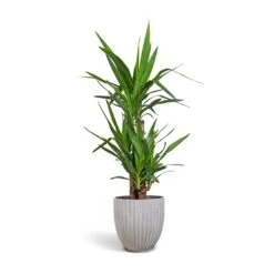 Yucca Elephantipes - Spineless Yucca -Plants Sale Store Yucca elephantipes Spineless Yucca 21x100cm 3 stems Lagos Plant Pot Cement 26x26cm e37531bc 122c 41f8 945b 3460f7b08555