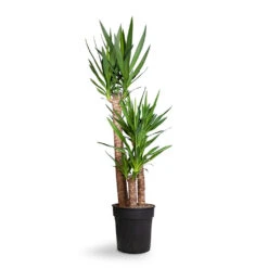 Yucca Elephantipes - Spineless Yucca -Plants Sale Store Yucca elephantipes Spineless Yucca 27x140cm 3stems