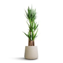 Patt Plant Pot - Grey Washed 33 Patt Plant Pot - Grey Washed -Plants Sale Store Yucca elephantipes Spineless Yucca 27x140cm 3 stems Patt Plant Pot Grey Washed 34x29cm 630c5807 2666 4901 b81d 025acce65f5a