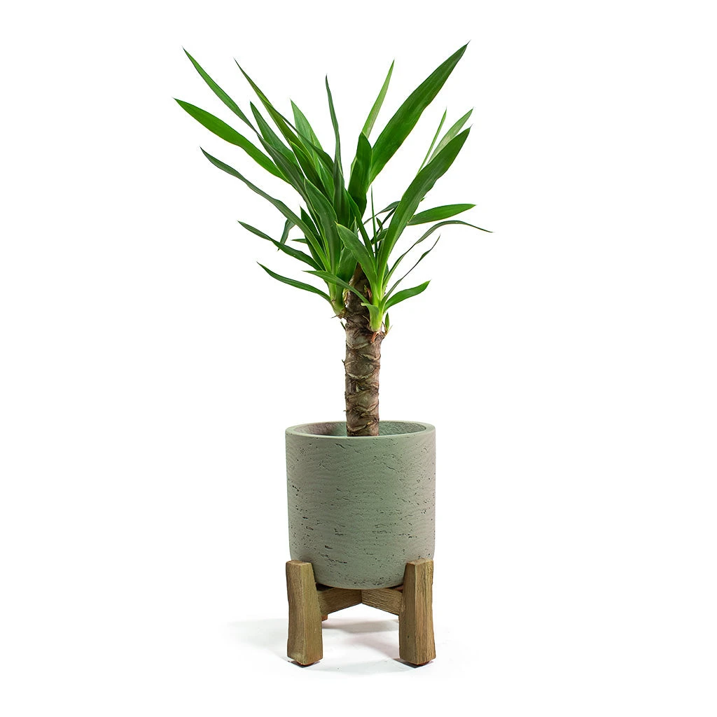 Charlie Plant Pot - Low Stand - Grey Washed 7 Charlie Plant Pot - Low Stand - Grey Washed - Image 5