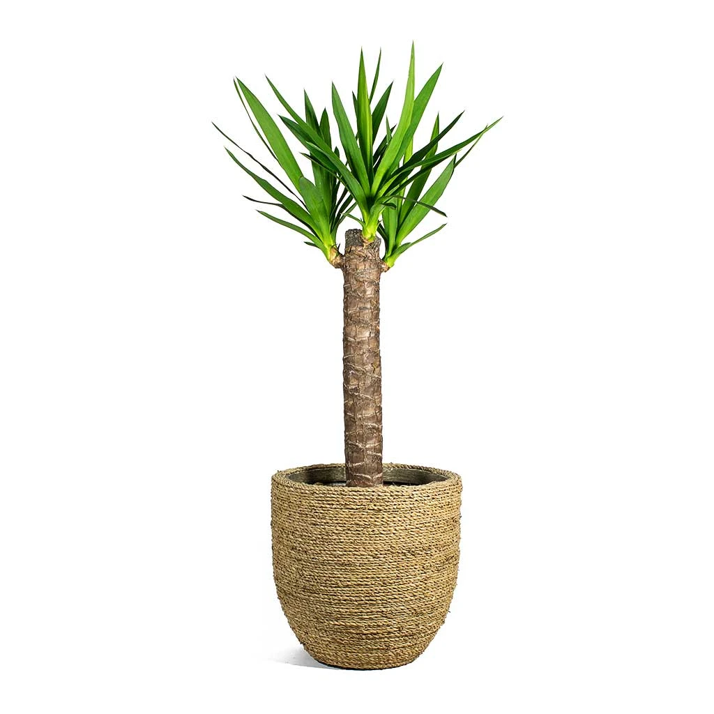 Cody Plant Pot - Straw Grass 21 Cody Plant Pot - Straw Grass - Image 19