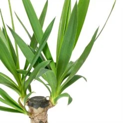 Yucca Elephantipes - Spineless Yucca -Plants Sale Store Yucca elephantipes Spineless Yucca Leaves