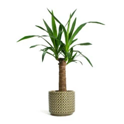 Yucca Elephantipes - Spineless Yucca -Plants Sale Store Yucca elephantipes Spineless Yucca Thies Plant Pot Olive Green c12878d5 eee8 41b8 a40f 25046b21a0ee