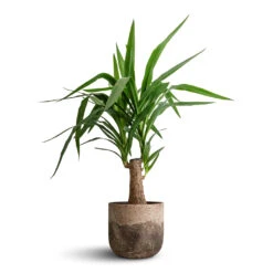 Yucca Elephantipes - Thick Trunk -Plants Sale Store Yucca elephantipes Thick Trunk 19x80cm Albero Plant Pot Cement 21x19cm 171f1f15 8768 47c8 a13a 77fac554ef3c