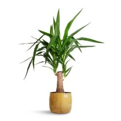 Yucca Elephantipes - Thick Trunk -Plants Sale Store Yucca elephantipes Thick Trunk 19x80cm Babet Plant Pot Camel 21x18cm 71ad2835 d46a 4342 8e6d cbdfe4ec2b83