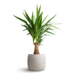Mini Valerie Plant Pot - Grey Washed -Plants Sale Store Yucca elephantipes Thick Trunk 19x80cm Mini Valerie Plant Pot Grey Washed 28x22cm 74fab153 c356 46b3 a5b5 f557f2ff7b17