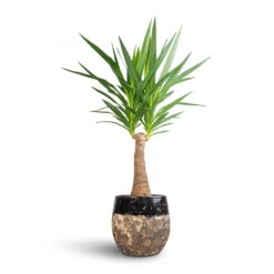 Lindy Plant Pot - Black -Plants Sale Store Yucca elephantipes Thick Trunk 21x100cm Lindy Plant Pot Black 30x25cm bcda4a94 b58c 4074 a1dc 305c698d8b28