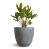 Zamia Furfuracea - Cardboard Palm -Plants Sale Store Zamia furfuracea Cardboard Palm 12x45cm Anne Plant Pot Blue Stone 14x13cm