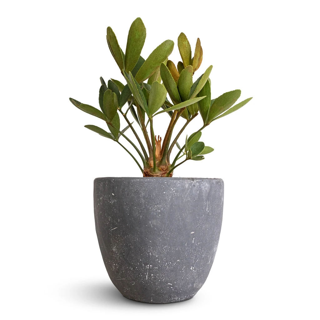 Zamia Furfuracea - Cardboard Palm 3 Zamia Furfuracea - Cardboard Palm