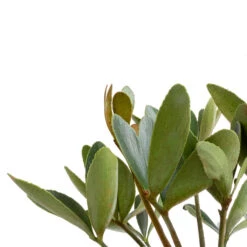 Zamia Furfuracea - Cardboard Palm 13 Zamia Furfuracea - Cardboard Palm -Plants Sale Store Zamia furfuracea Cardboard Palm SWATCH 2