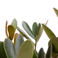 Zamia Furfuracea - Cardboard Palm 15 Zamia Furfuracea - Cardboard Palm -Plants Sale Store Zamia furfuracea Cardboard Palm SWATCH 3