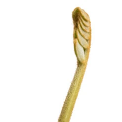 Zamia Furfuracea - Cardboard Palm 16 Zamia Furfuracea - Cardboard Palm -Plants Sale Store Zamia furfuracea Cardboard Palm SWATCH 5