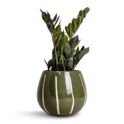 Nova Plant Pot - Green -Plants Sale Store Zamioculcas zamiifolia Raven ZZ Plant 14x50cm Nova Plant Pot Green 23x18cm
