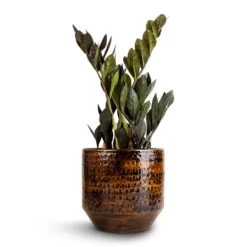 Sanna Plant Pot - Savanna -Plants Sale Store Zamioculcas zamiifolia Raven ZZ Plant 14x50cm Sanna Plant Pot Savanna 18x17cm 1 caa813fb a73a 4a09 abf9 13f15c1488c1