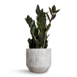 Solento Plant Pot - White Speckle -Plants Sale Store Zamioculcas zamiifolia Raven ZZ Plant 14x50cm Solento Plant Pot White Speckle 16x14cm