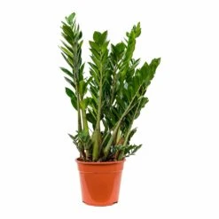 Zamioculcas Zamiifolia - ZZ Plant -Plants Sale Store Zamioculcas zamiifolia ZZ Plant 100cm