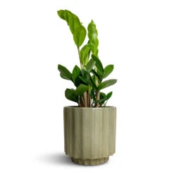 Bourton Scalloped Plant Pot - Sage 12 Bourton Scalloped Plant Pot - Sage -Plants Sale Store Zamioculcas zamiifolia ZZ Plant 12x30cm Bourton Scalloped Plant Pot Sage 16x16cm
