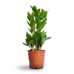 Zamioculcas Zamiifolia - ZZ Plant -Plants Sale Store Zamioculcas zamiifolia ZZ Plant 12x45cm
