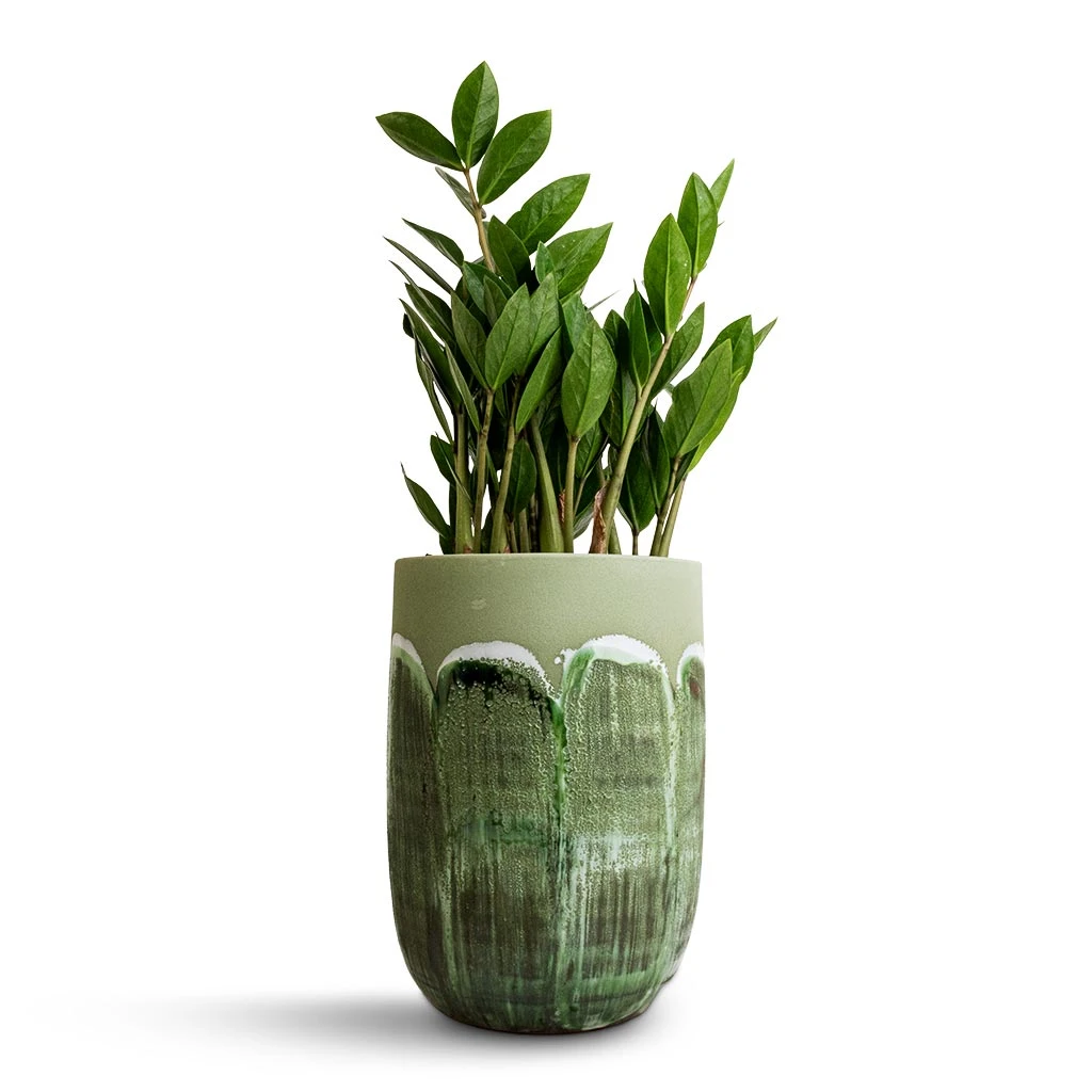 Moon Plant Vase - Jungle 4 Moon Plant Vase - Jungle - Image 2