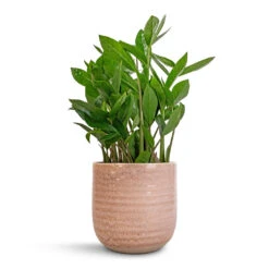 Ocean Glaze Plant Pot - Morganite -Plants Sale Store Zamioculcas zamiifolia ZZ Plant 14x40cm Ocean Glaze Plant Pot Morganite 16x16cm