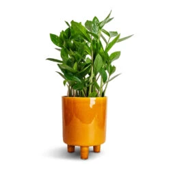 Pisa Plant Pot - Mustard -Plants Sale Store Zamioculcas zamiifolia ZZ Plant 14x40cm Pisa Plant Pot Mustard 16x19cm