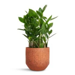 Zamioculcas Zamiifolia - ZZ Plant -Plants Sale Store Zamioculcas zamiifolia ZZ Plant 14x40cm Solento Plant Pot Terracotta Speckle 16x14cm dc5c599f 495d 4f1c 9b71 d90eda7158b4
