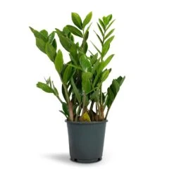 Zamioculcas Zamiifolia - ZZ Plant -Plants Sale Store Zamioculcas zamiifolia ZZ Plant 14x50cm