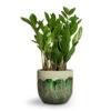 Zamioculcas Zamiifolia - ZZ Plant -Plants Sale Store Zamioculcas zamiifolia ZZ Plant 14x50cm Moon Plant Pot Jungle 17x15cm