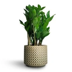 Zamioculcas Zamiifolia - ZZ Plant -Plants Sale Store Zamioculcas zamiifolia ZZ Plant 14x50cm Thies Plant Pot Olive Green 17x15cm 697b7662 75c5 423f 84bb d9071e9252de