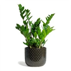 Zamioculcas Zamiifolia - ZZ Plant -Plants Sale Store Zamioculcas zamiifolia ZZ Plant 17x65cm Bolino Plant Pot Shiny Black 24x21cm