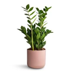 Zamioculcas Zamiifolia - ZZ Plant -Plants Sale Store Zamioculcas zamiifolia ZZ Plant 17x65cm Lisbon Plant Pot Pink Clay 19x19cm 73d2b620 57cd 4902 be6b 877557c2242e