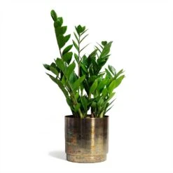 Zamioculcas Zamiifolia - ZZ Plant -Plants Sale Store Zamioculcas zamiifolia ZZ Plant 17x65cm Minou Metal Plant Pots Set of 3 Copper Black