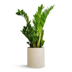Puk Refined Planter - Natural White -Plants Sale Store Zamioculcas zamiifolia ZZ Plant 17x65cm Puk Refined Planter Natural White 20x20cm f00973fd e81e 4dab 81a7 0c25b406f5d3
