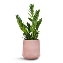 Zamioculcas Zamiifolia - ZZ Plant -Plants Sale Store Zamioculcas zamiifolia ZZ Plant 17x65cm Remi Plant Pot Pink 23x25cm