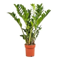 Zamioculcas Zamiifolia - ZZ Plant -Plants Sale Store Zamioculcas zamiifolia ZZ Plant 17x65cm 92d8934c db31 4151 b436 0c09401ebf11