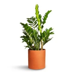 Puk Refined Planter - Canyon Orange -Plants Sale Store Zamioculcas zamiifolia ZZ Plant 21x80cm Puk Refined Planter CanyonOrange 25x24.5cm da2dc062 e4ee 4e46 a4fc 89e0036e5c56