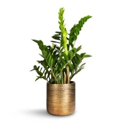 Solis Embossed Plant Pot - Gold -Plants Sale Store Zamioculcas zamiifolia ZZ Plant 21x80cm Solis Embossed Plant Pot Gold 25x25cm 7539f515 6012 4e89 a7cf fda3ef5c4885