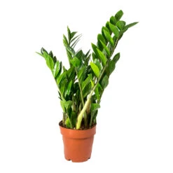 Zamioculcas Zamiifolia - ZZ Plant -Plants Sale Store Zamioculcas zamiifolia ZZ Plant