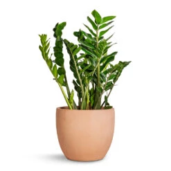 Terracotta Plant Pot -Plants Sale Store Zamioculcas zamiifolia ZZ Plant 27x100cm Terracotta Plant Pot 38x33cm 95f398d2 dec7 49bc a69e cd2e85772cb5