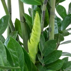 Zamioculcas Zamiifolia - ZZ Plant -Plants Sale Store Zamioculcas zamiifolia ZZ Plant Large Leaves