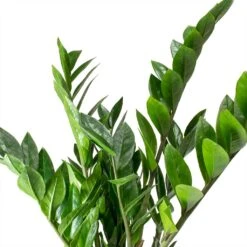 Zamioculcas Zamiifolia - ZZ Plant -Plants Sale Store Zamioculcas zamiifolia ZZ Plant Leaves