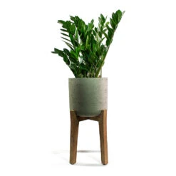 Charlie Plant Pot - Tall Stand - Grey Washed -Plants Sale Store Zamioculcas zamiifolia ZZ Plant Patt Plant Pot Low Stand Black Washed