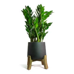 Zamioculcas Zamiifolia - ZZ Plant -Plants Sale Store Zamioculcas zamiifolia ZZ Plant Patt Plant Pot Low Stand Black Washed ec9462f6 c47f 4ae7 b4f4 d207bacac515
