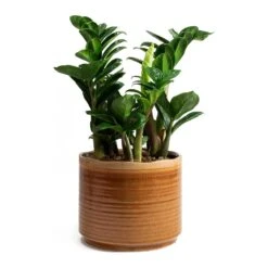 Zamioculcas Zamiifolia Zenzi - Zenzi ZZ Plant -Plants Sale Store Zamioculcas zamiifolia Zenzi Jordy Caramel Plant Pot