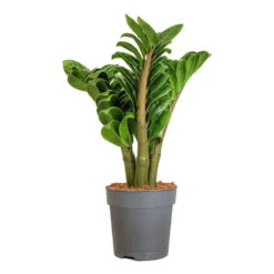 Zamioculcas Zamiifolia Zenzi - Zenzi ZZ Plant -Plants Sale Store Zamioculcas zamiifolia Zenzi Zenzi ZZ Plant 11x30cm