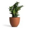 Zamioculcas Zamiifolia Zenzi - Zenzi ZZ Plant -Plants Sale Store Zamioculcas zamiifolia Zenzi Zenzi ZZ Plant 14x45cm Coral Refined Planter Canyon Orange 18x15cm