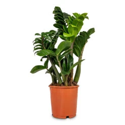 Zamioculcas Zamiifolia Zenzi - Zenzi ZZ Plant -Plants Sale Store Zamioculcas zamiifolia Zenzi Zenzi ZZ Plant