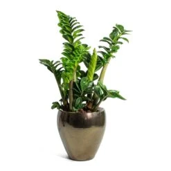 Zamioculcas Zamiifolia Zenzi - Zenzi ZZ Plant -Plants Sale Store Zamioculcas zamiifolia Zenzi Zenzi ZZ Plant Amora Plant Pot Black Gold Small b0883c09 82f0 4001 8122 386a385bdecf