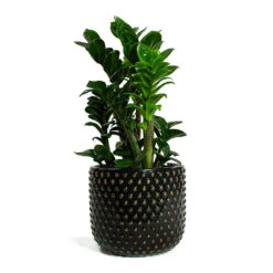Zamioculcas Zamiifolia Zenzi - Zenzi ZZ Plant -Plants Sale Store Zamioculcas zamiifolia Zenzi Zenzi ZZ Plant Bolino Plant Pot Shiny Black 6e2d57a7 9435 4042 90d0 d459302b04d6