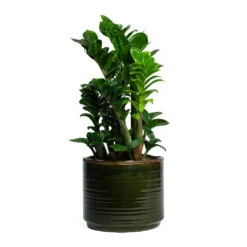 Zamioculcas Zamiifolia Zenzi - Zenzi ZZ Plant -Plants Sale Store Zamioculcas zamiifolia Zenzi Zenzi ZZ Plant Jordy Plant Pot Forest Green f215a614 2926 4452 9f70 c8a3535e06b0